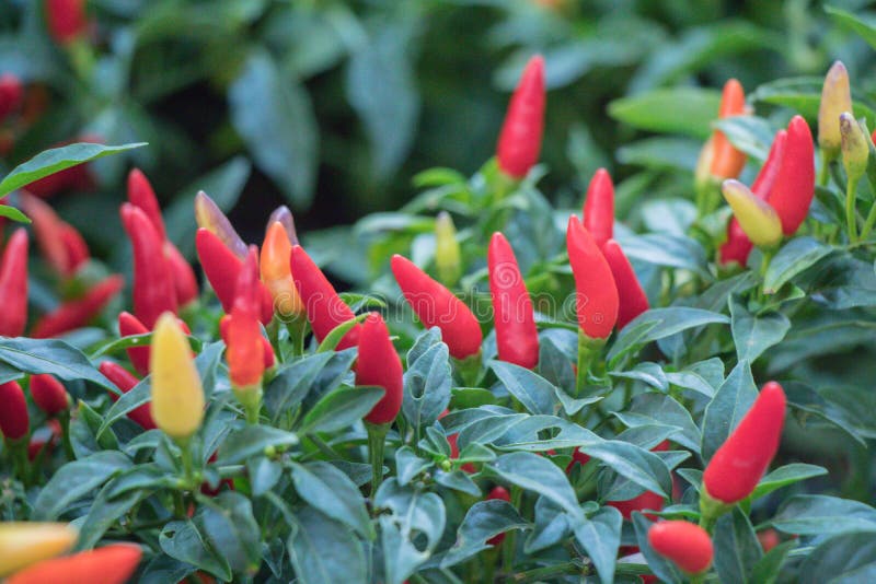 Colorful Chili paper and ripe on tree.Capsicum Frutescens tree.Tabasco pepper