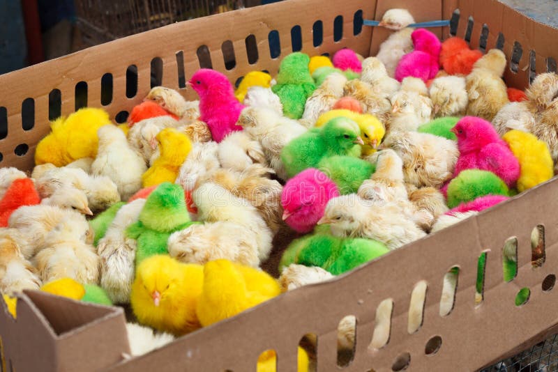 Colorful chinks in the box royalty free stock photos