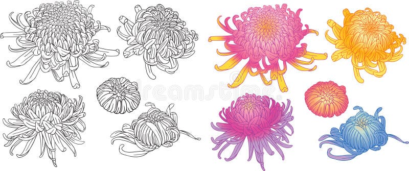 Colorful chrysanthemum flower blossoms set