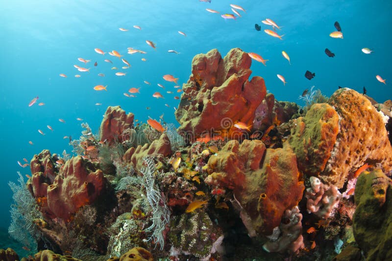 Colorful coral reef