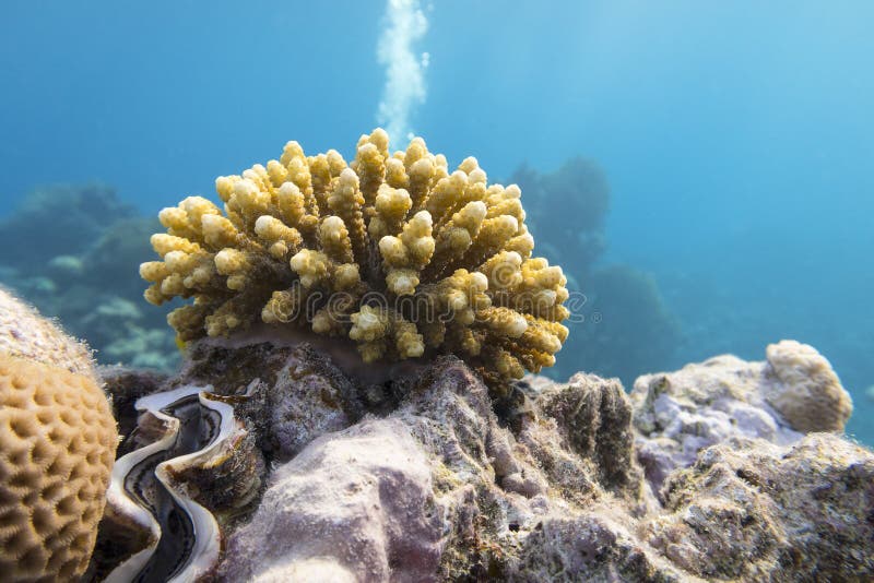 Colorful Coral Reef at the Bottom of Tropical Sea, Hard Corals ...