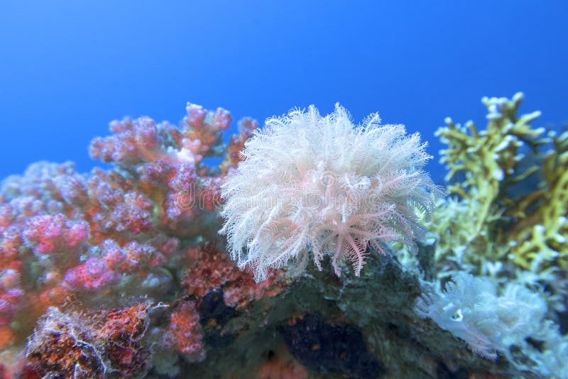 Colorful coral reef at the bottom of tropical sea, white pulsing polyp coral , underwater landscape.