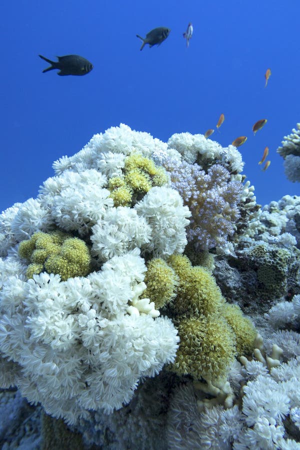 Colorful coral reef at the bottom of tropical sea, white pulsing polyp coral , underwater landscape.