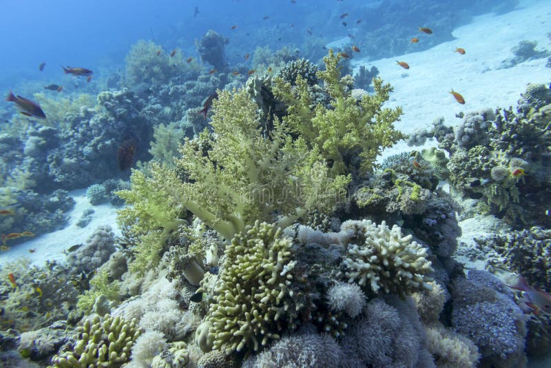 Colorful Coral Reef at the Bottom of Tropical Sea, Yellow Broccoli ...