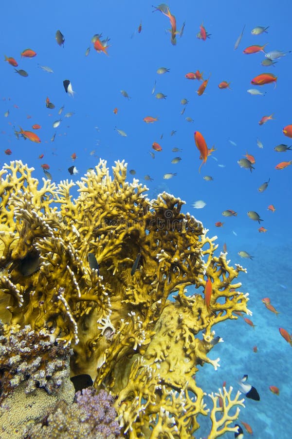 Colorful Coral Reef at the Bottom of Tropical Sea, Yellow Fire Coral ...