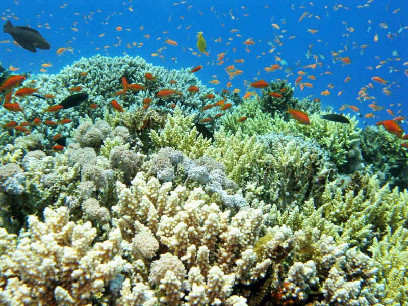 Colorful Coral Reef with Fishes Anthias in Tropical Sea, Underwater ...