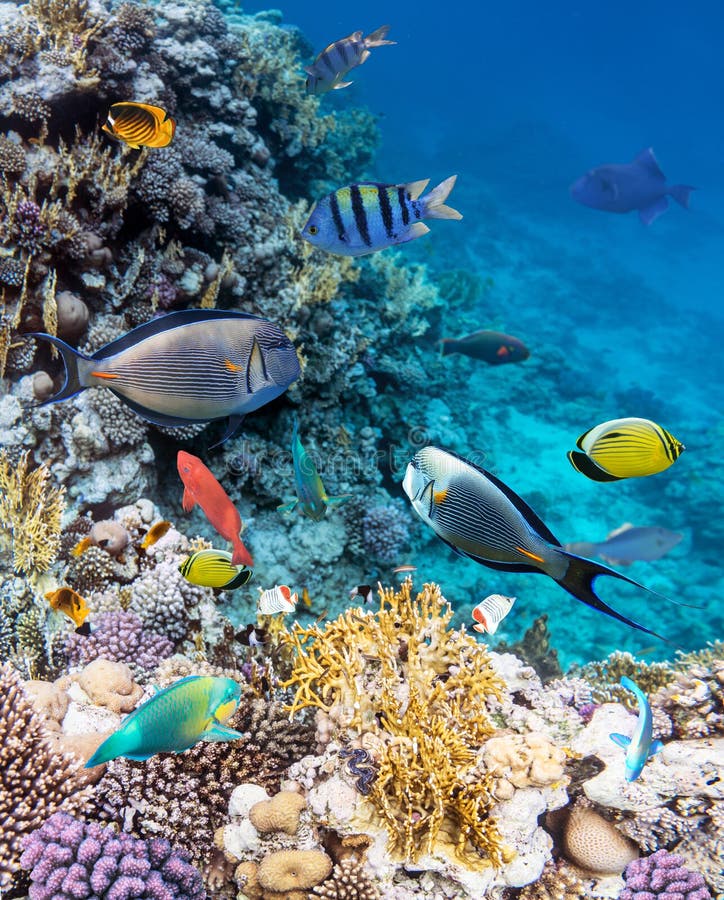 Colorful coral reef fishes of the Sea.