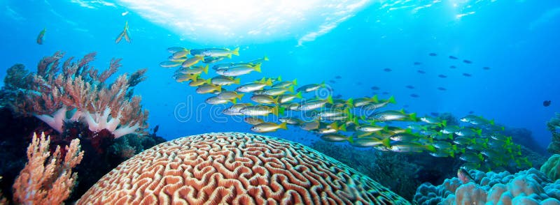 Colorful Coral Reef and School of Fish. Stock Image - Image of micronesia,  coral: 161785801