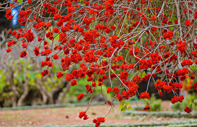 Colorful coral tree blossoms with bright red flowers in the park stock images Colorful coral tree blossoms with bright red flowers in the park stock images