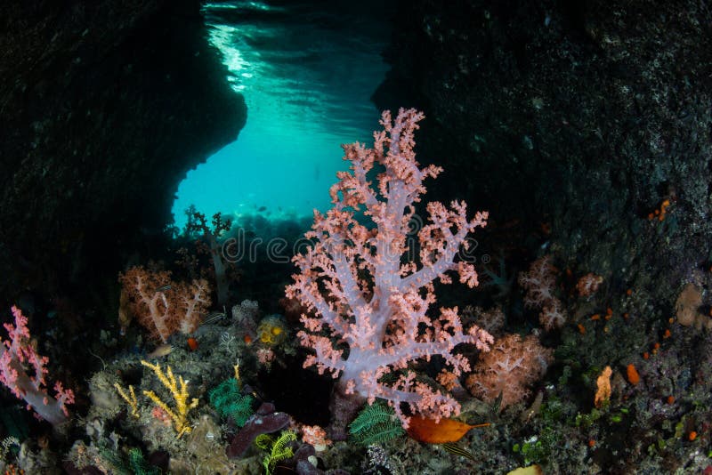 Colorful Corals in Cave