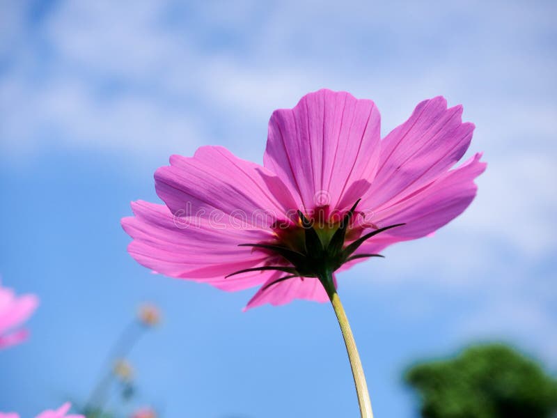 Colorful Cosmos Field with Blue Sky in Winter Season Stock Photo ...