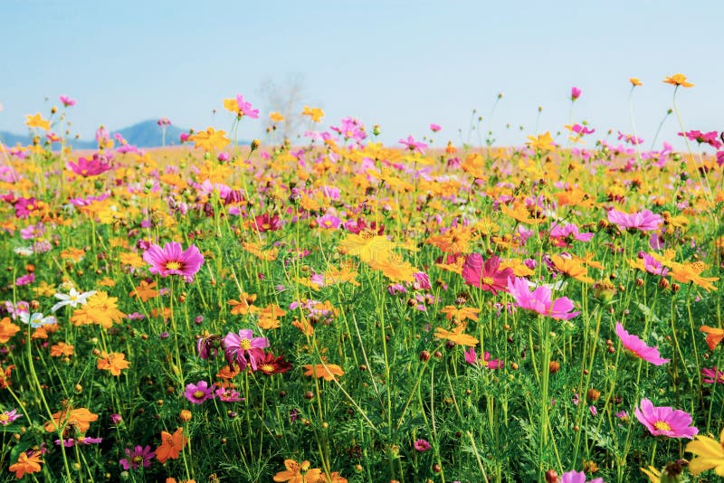 Colorful of Cosmos in Field Stock Image - Image of asia, autumn: 146803651