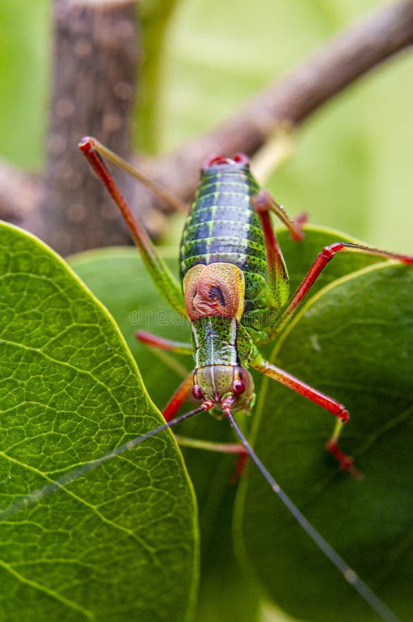 Colorful Cricket On The Leaf Iii Stock Image Image Of Macro Closeup