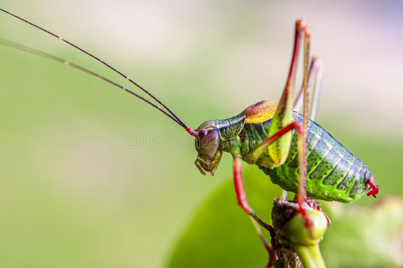 Colorful Cricket On The Leaf Iv Stock Photo Image Of Sunlight Insect