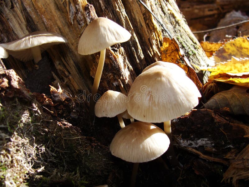 Forest fungi marasmius torquescens  growing on a rotten tree stump in late summer.