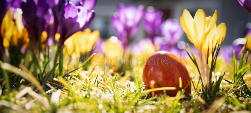 Colorful crocuses bloom in spring a sunlit meadow with aeaster egg close up and easter background royalty-vrije stock foto's