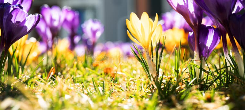 Colorful crocuses bloom in spring a sunlit meadow close up background stock afbeelding