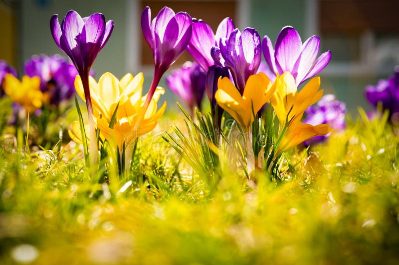 Colorful crocuses bloom in spring a sunlit meadow close up background royalty-vrije stock afbeeldingen
