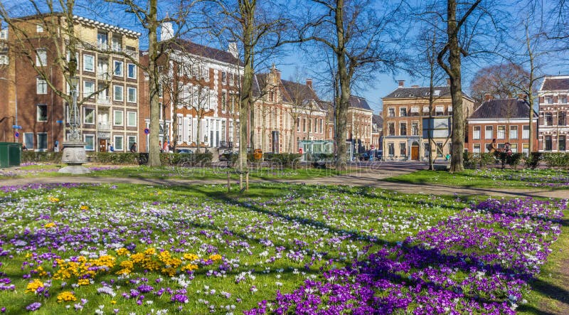 Colorful crocuses in a park in Groningen stock photo Colorful crocuses in a park in Groningen stock photo