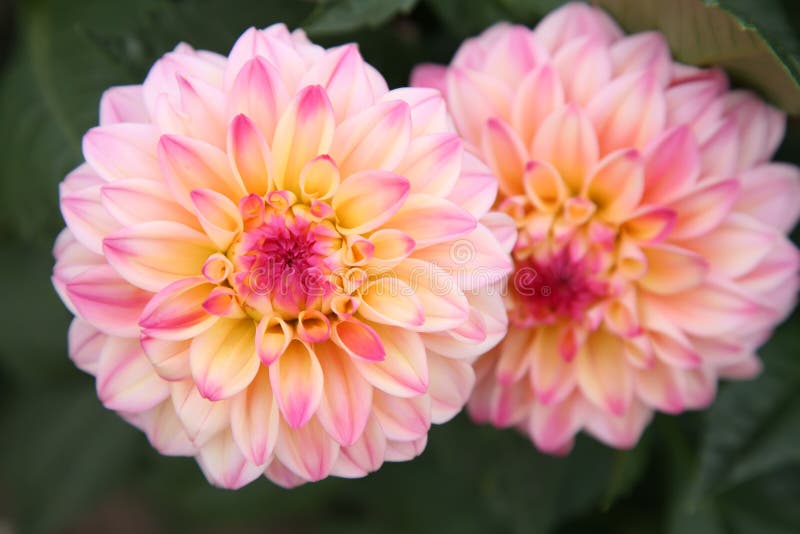 Colorful Dahlia