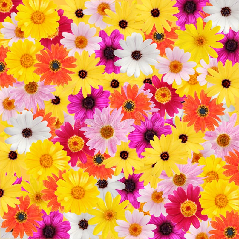 Cheerful daisy border stock photo. Image of bloom, nature - 5213032