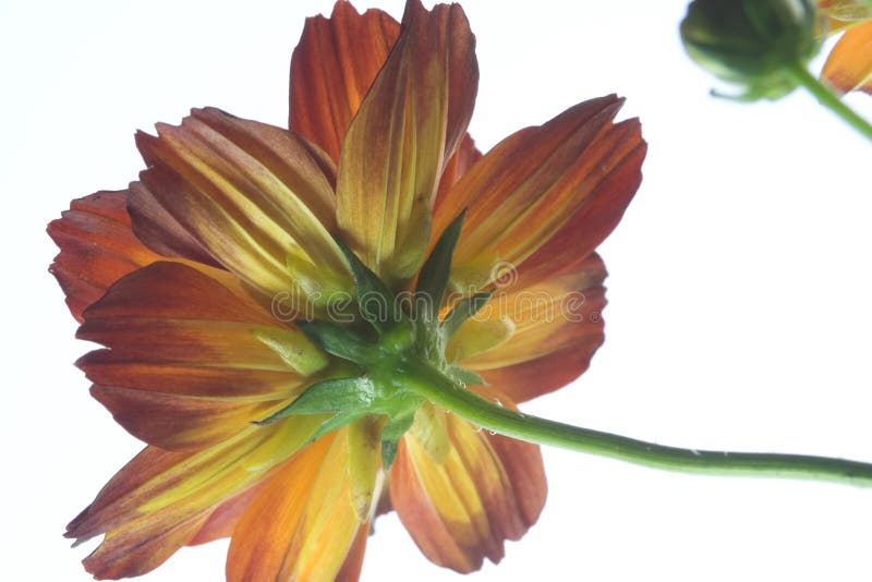 Colorful daisy flowers
