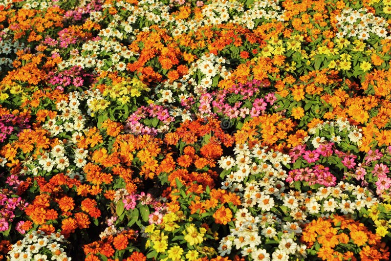 Colorful Daisy Flowers in the Garden Stock Photo Image of blooming