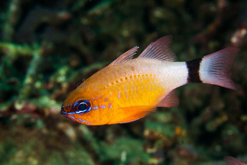 Colorful damselfish