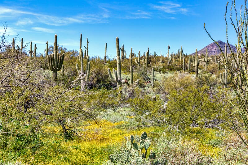 Desert in Bloom after Above Average Winter Rainfall Stock Image - Image ...