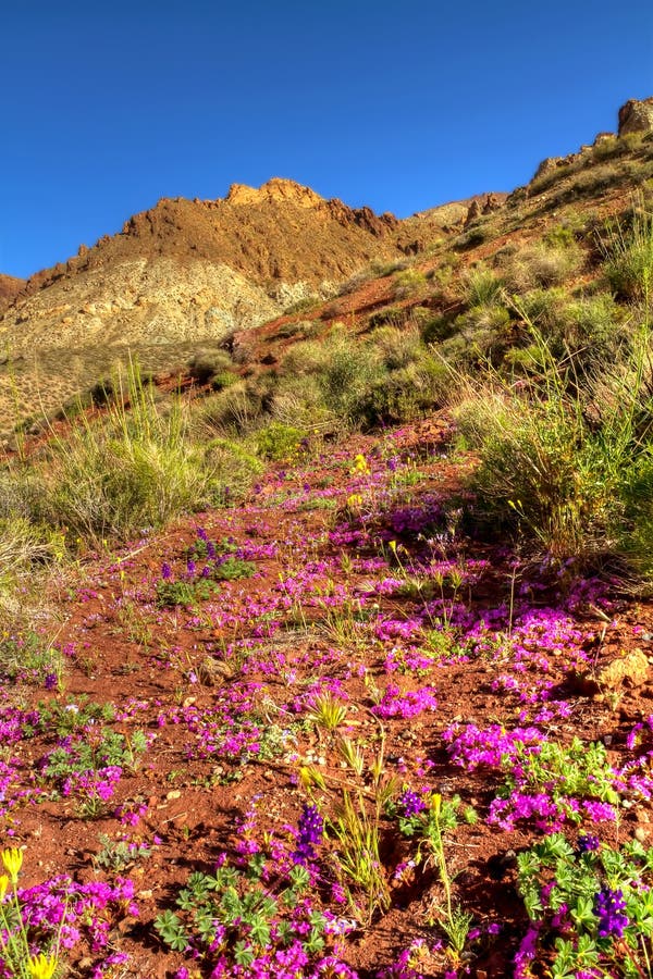 Colorful desert flowers blooming in Death Valley