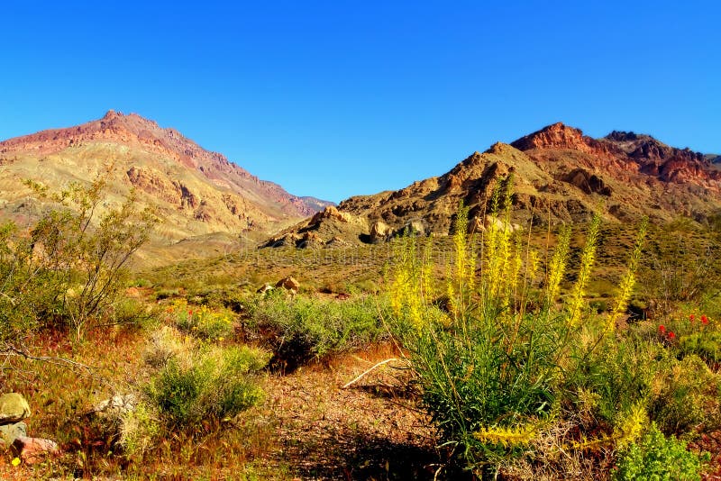 Colorful desert flowers blooming in Death Valley