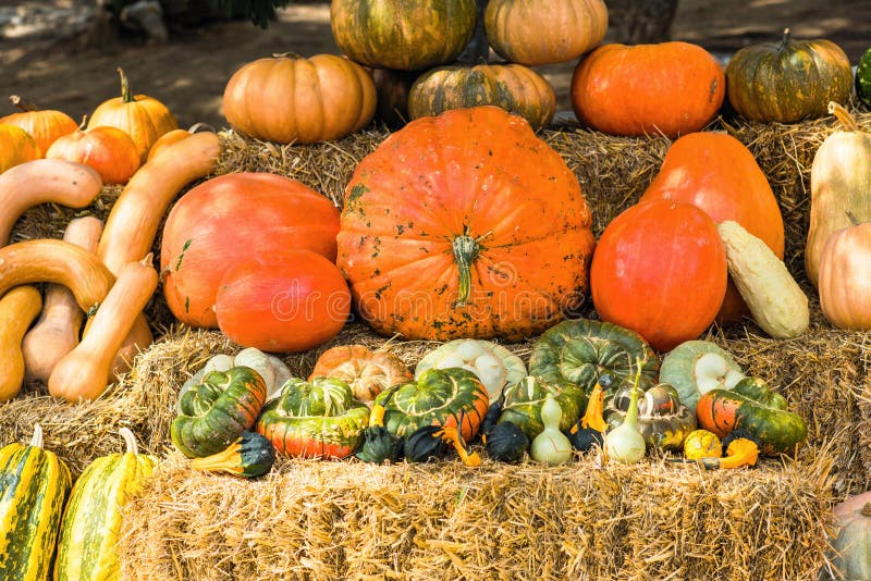 Colourful Pumpkins Collections on Farmers Market for Sale Stock Photo ...