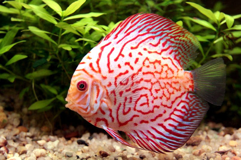 Colorful discus fish royalty free stock images