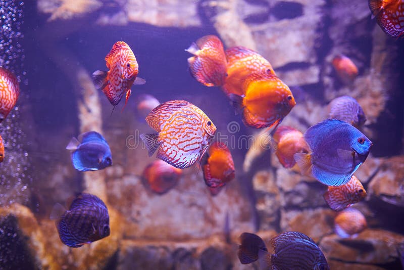 Colorful Discus Fish in Aquarium, Tropical Fish. Symphysodon Discus from   River Stock Photo - Image of cichlid, closeup: 198968162