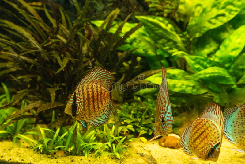 Colorful Discus Fish Floating in the Aquarium Stock Photo Image of