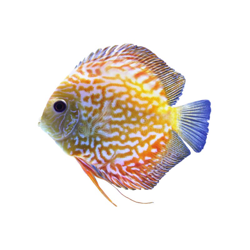 Colorful Discus Fish Isolated on White Background stock illustration