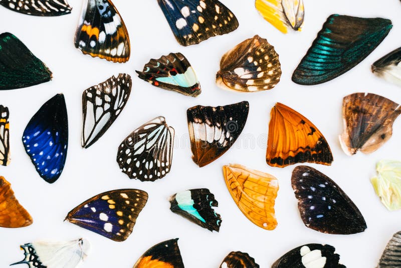 Colorful Dried Butterflies Wings on a White Background Stock Photo