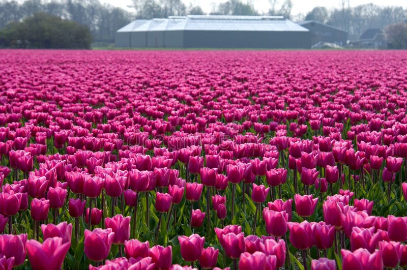 Colorful Dutch tulips field with farm