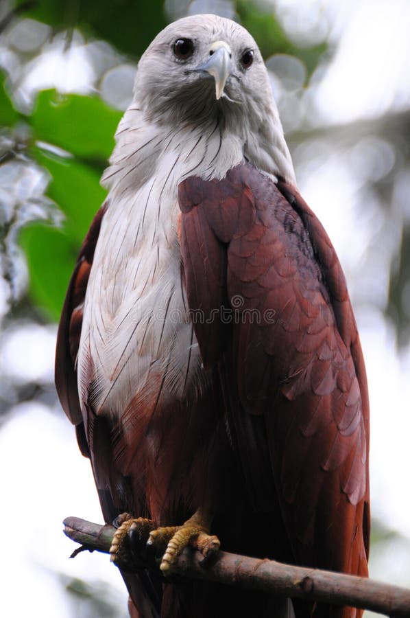 Colorful Eagle