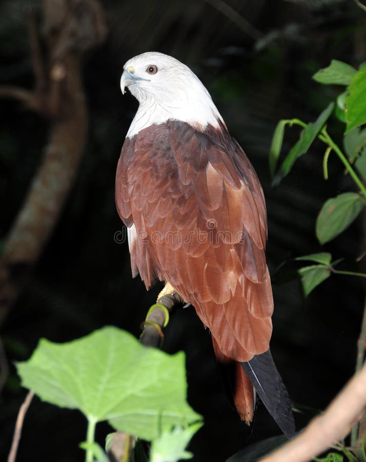 Colorful Eagle