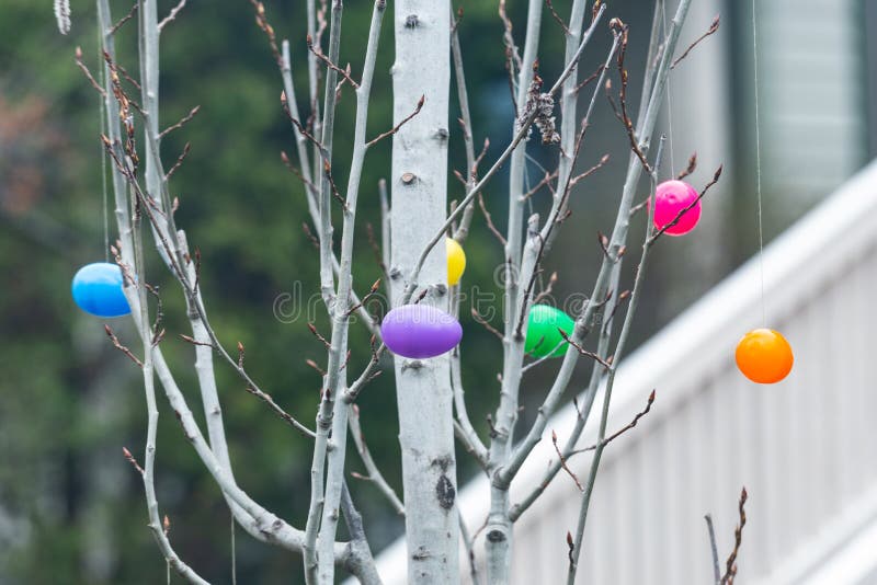 Colorful Easter Eggs Hanging on Tree Branches. Spring Easter