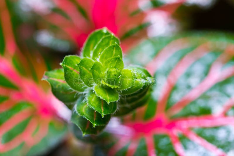 Colorful Episcia plant