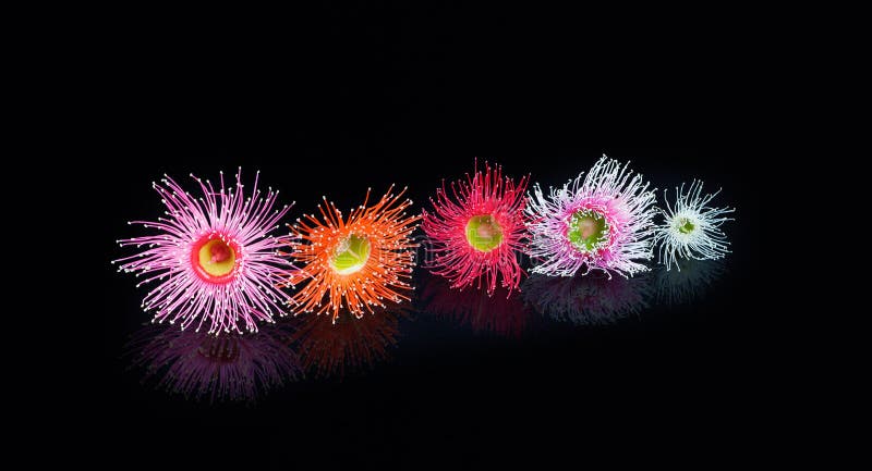 Colorful Eucalyptus flowers in Pink, Orange, Red, Pink, and whit stock photo Colorful Eucalyptus flowers in Pink, Orange, Red, Pink, and whit stock photo