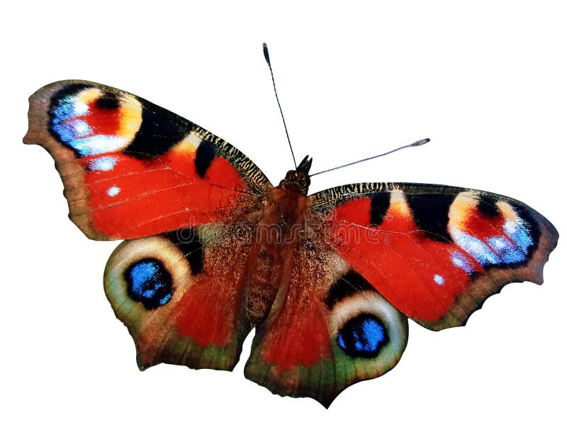 Colorful European Peacock butterfly isolated on white background.