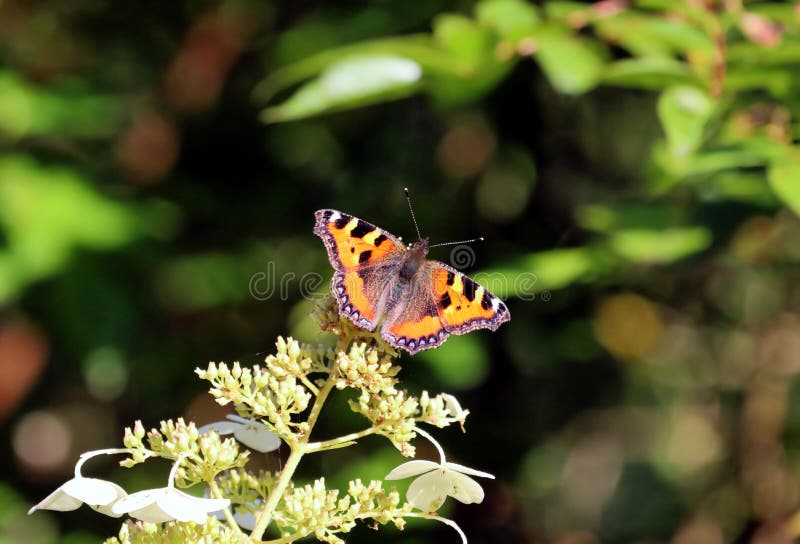 The small tortoiseshell Aglais urticae is a colorful Eurasian butterfly in the family Nymphalidae. Adults feed on nectar and may hibernate over winter; in warmer climates they may have two broods in a season. While the dorsal surface of the wings is vividly marked, the ventral surface is drab, providing camouflage. The small tortoiseshell Aglais urticae is a colorful Eurasian butterfly in the family Nymphalidae. Adults feed on nectar and may hibernate over winter; in warmer climates they may have two broods in a season. While the dorsal surface of the wings is vividly marked, the ventral surface is drab, providing camouflage.