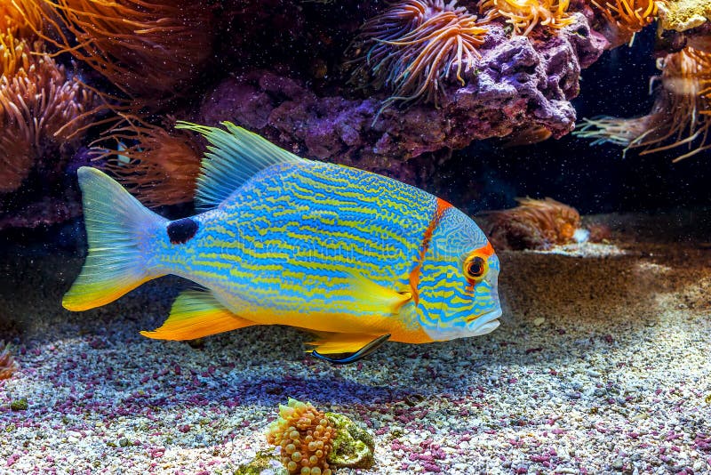 Colorful exotic fish in aquarium.