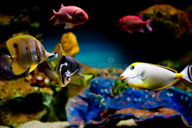 Colorful exotic fish an in tropical fish