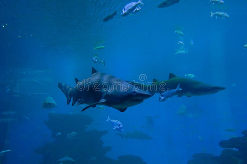 Colorful exotic tropical fishes and sharks underwater in aquarium. stock photo Colorful exotic tropical fishes and sharks underwater in aquarium. stock photo