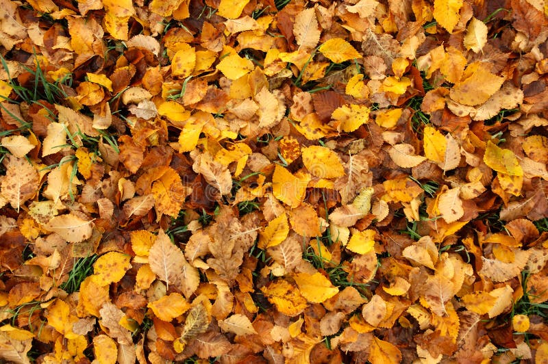 Colorful Fall Leaves royalty free stock photos