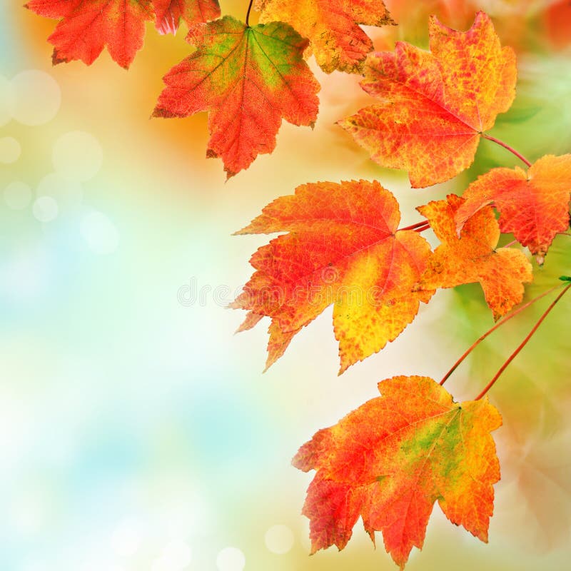 Barevný podzim na podzim listy na rozmazané pozadí s copyspace.
